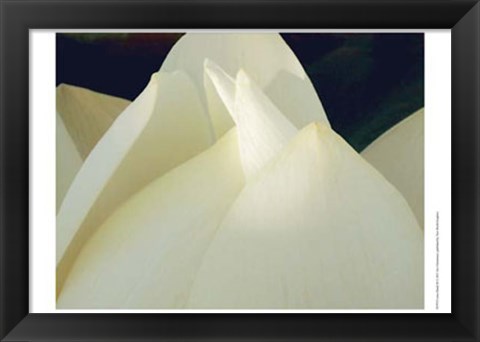 Framed Lotus Detail III Print