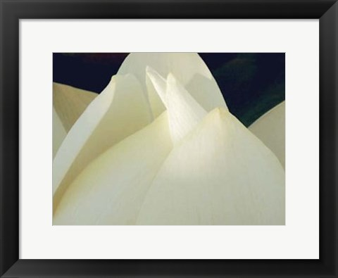 Framed Lotus Detail III Print