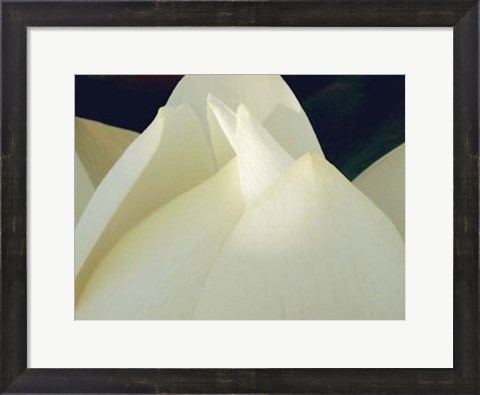 Framed Lotus Detail III Print