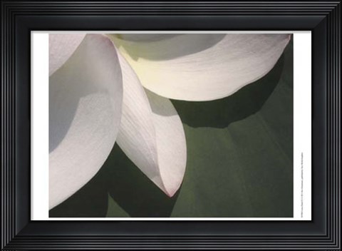 Framed Lotus Detail IV Print