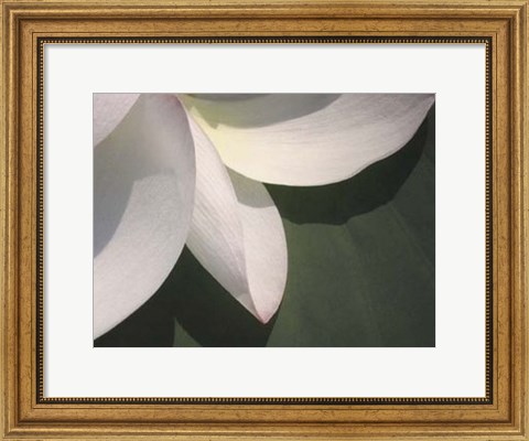 Framed Lotus Detail IV Print