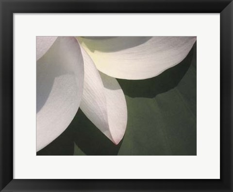 Framed Lotus Detail IV Print