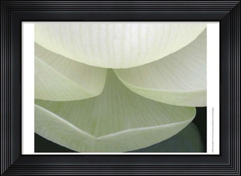 Framed Lotus Detail V Print