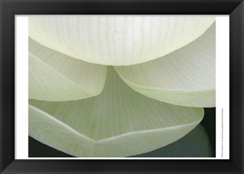 Framed Lotus Detail V Print