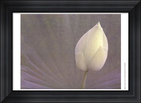 Framed Lotus Detail VI Print