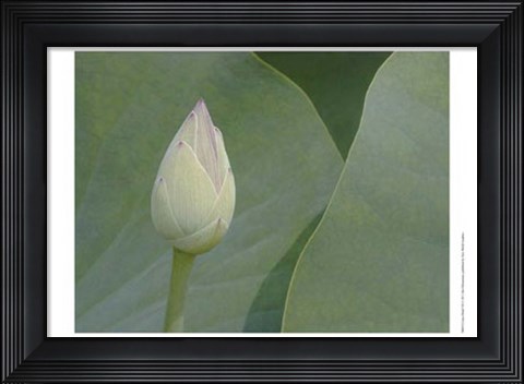 Framed Lotus Detail VII Print