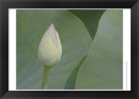 Framed Lotus Detail VII Print
