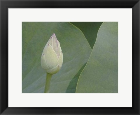 Framed Lotus Detail VII Print