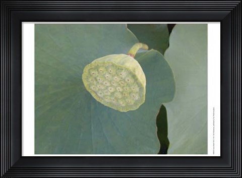 Framed Lotus Detail VIII Print