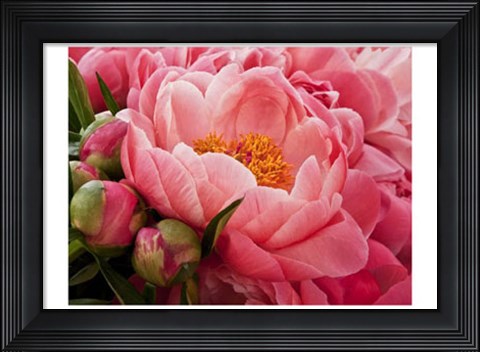 Framed Coral Peonies I Print