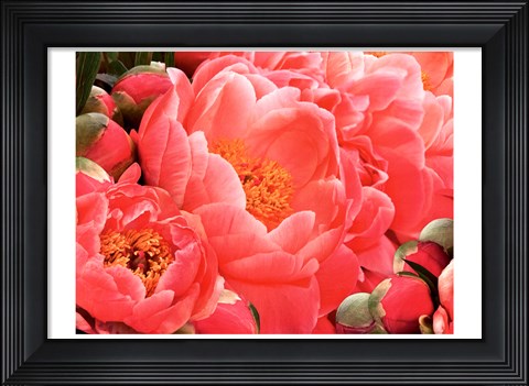 Framed Coral Peonies II Print