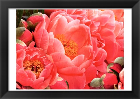 Framed Coral Peonies II Print