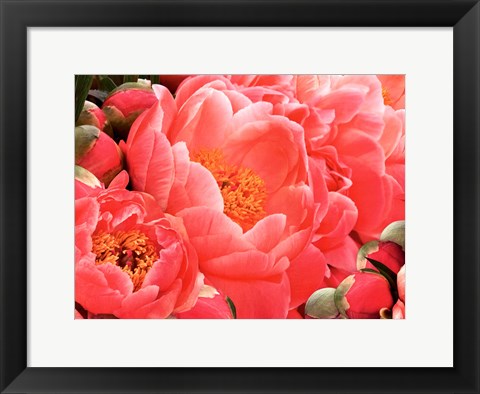 Framed Coral Peonies II Print