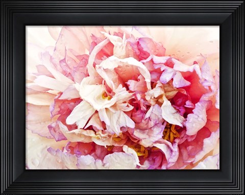 Framed Monet&#39;s Peony I Print