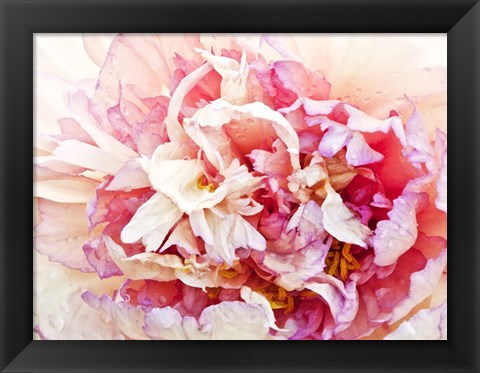 Framed Monet&#39;s Peony I Print