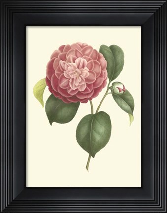 Framed Camellia Blooms I Print