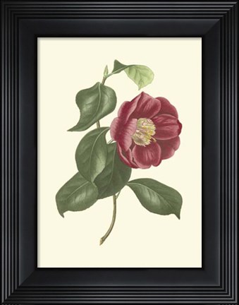 Framed Camellia Blooms II Print