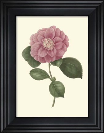Framed Camellia Blooms III Print
