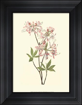 Framed Garden Potpourri III Print