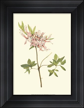Framed Garden Potpourri IV Print