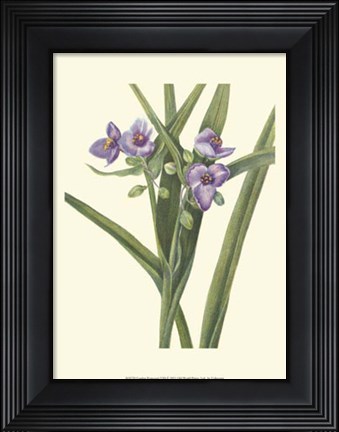 Framed Garden Potpourri VIII Print