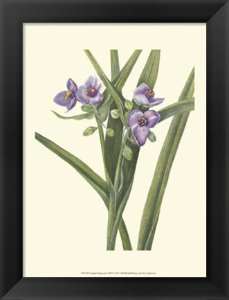 Framed Garden Potpourri VIII Print