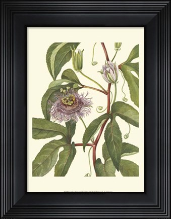Framed Garden Potpourri IX Print