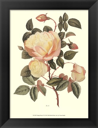 Framed Vintage Roses IV Print