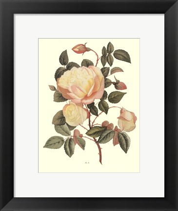 Framed Vintage Roses IV Print