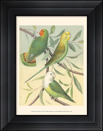 Framed Parakeets I Print