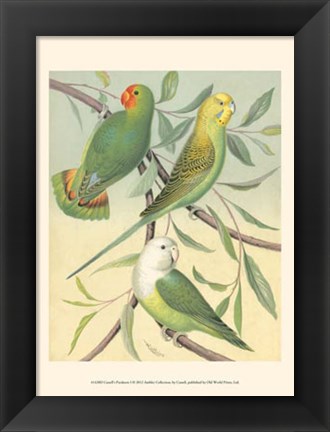 Framed Parakeets I Print