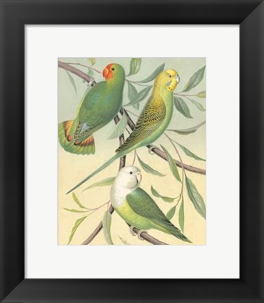 Framed Parakeets I Print