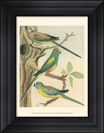 Framed Parakeets II Print
