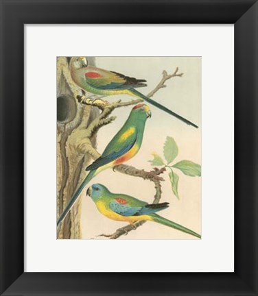 Framed Parakeets II Print