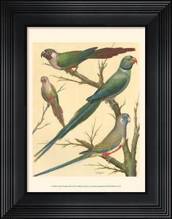 Framed Parakeets III Print