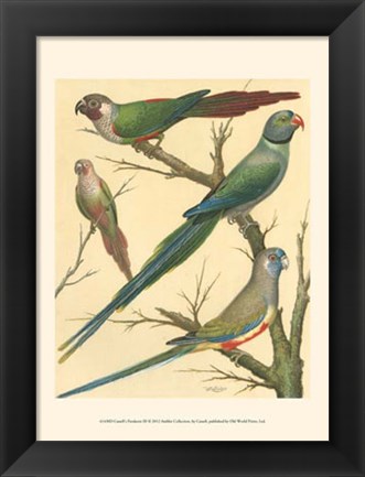 Framed Parakeets III Print
