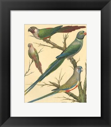Framed Parakeets III Print