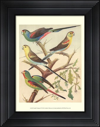 Framed Parakeets IV Print
