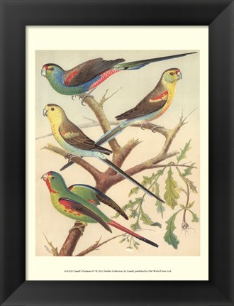 Framed Parakeets IV Print
