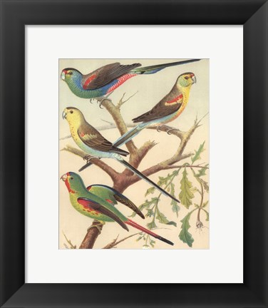 Framed Parakeets IV Print
