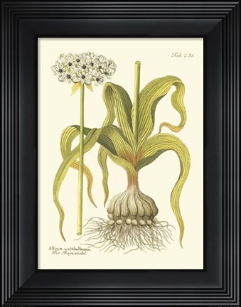 Framed Allium, Pl. 258 Print