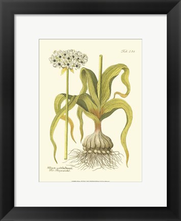 Framed Allium, Pl. 258 Print