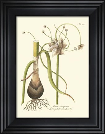 Framed Allium, Pl. 261 Print