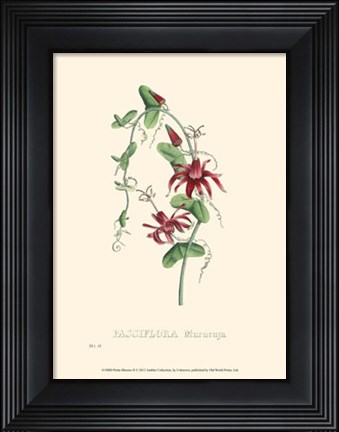 Framed Petite Blooms II Print