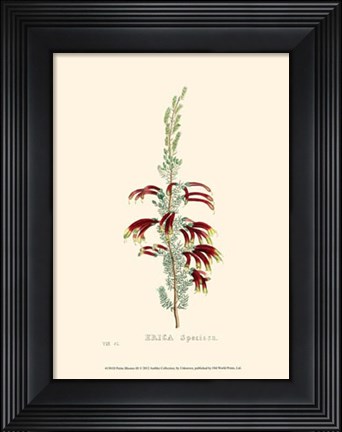 Framed Petite Blooms III Print