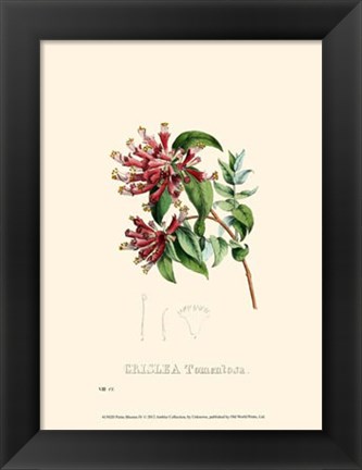 Framed Petite Blooms IV Print