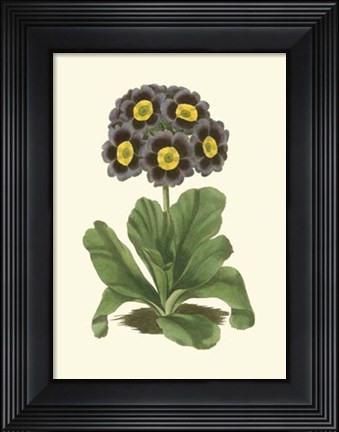Framed Antique Primula I Print