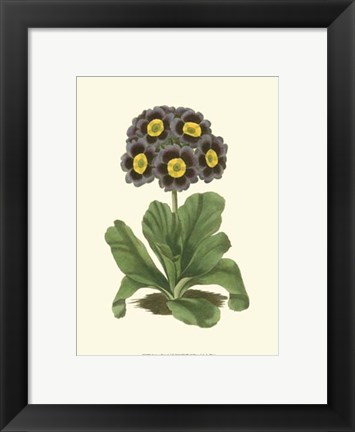 Framed Antique Primula I Print