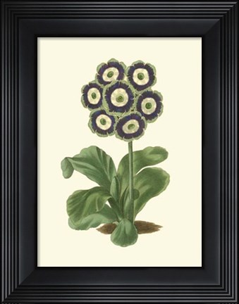 Framed Antique Primula II Print