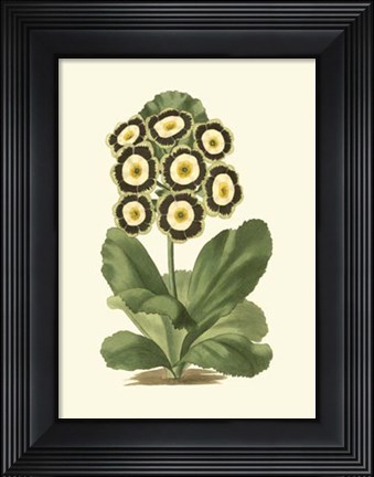 Framed Antique Primula III Print